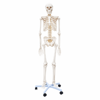 Lifesize Human Skeleton Anatomical Medical Model Full Body 180cm 1.8m 