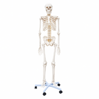 Lifesize Human Skeleton Anatomical Medical Model Full Body 180cm 1.8m 
